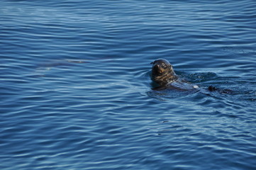 Fototapeta premium Sea lion swimming in the open sea