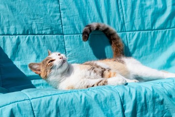 Young multicolor cat basking on a turquoise plaid on a sunny day