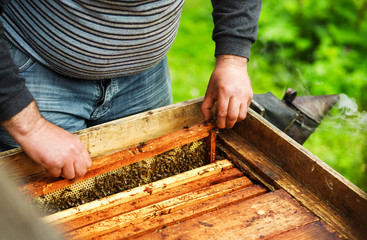 Hobby and business. Beekeeper works with honeycomb full of bees outdoors at sunny day.