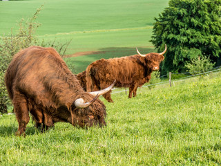 Schottische Hochland Rinder grasen auf der Weide