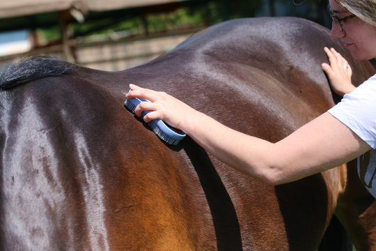 Young girl is grooming brown horse