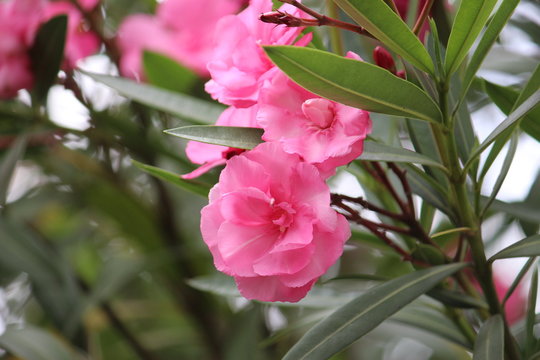 Pink Nerium oleander flowers with foliage growing in a garden