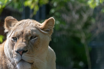 portrait of a lioness in the zoo