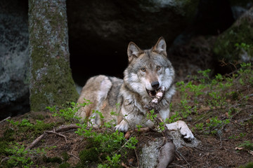 Fototapeta premium Wolf (Canis lupus) eats prey. Calm wolf has a rest in the forest. Hidden predator in the forest. Wolf with catch