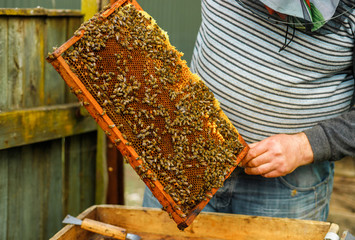 A beekeeper holds a honey comb full of bees, near the hives a man checks the hives. Beekeeping....
