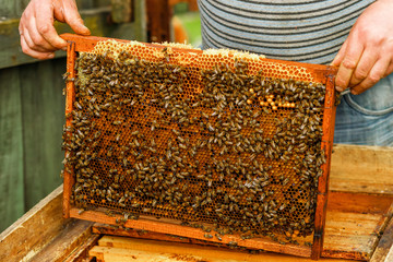 A beekeeper holds a honey comb full of bees, near the hives a man checks the hives. Beekeeping....