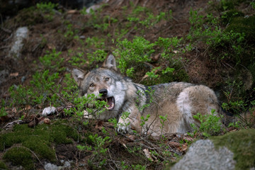 Naklejka na ściany i meble Wolf (Canis lupus) eats prey. Calm wolf has a rest in the forest. Hidden predator in the forest. Wolf with catch