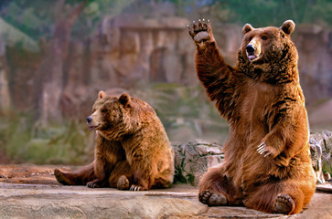 couple of bears sitting waving - obrazy, fototapety, plakaty
