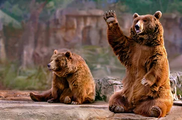 Foto auf Glas couple of bears sitting waving © perpis