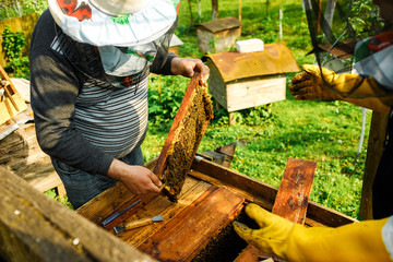 Beekeeper is working with bees and beehives on the apiary.