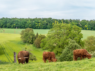 Schottische Hochland Rinder grasen auf der Weide