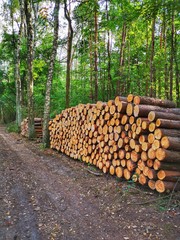 Cut the tree and wooden trunks from the forest. Area of deforestation in the forest.