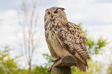 Great Siberian Owl - Bubo bubo sibiricus - falconry
