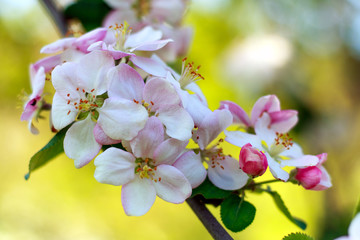 Blooming flowers of apple trees in spring green fruit garden, growing healthy organic food