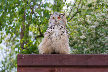 Great Siberian Owl - Bubo bubo sibiricus - falconry