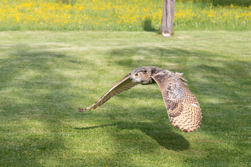 Great Siberian Owl - Bubo bubo sibiricus - falconry
