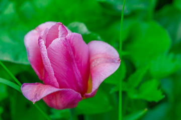 Pink Tulip on a green background