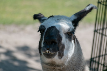 close up of a white llama