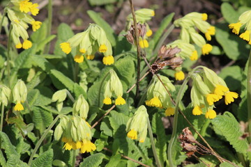   Yellow "Cowslip Primrose" (or Cowslip, Common Cowslip) flowers and buds in St. Gallen, Switzerland. Its scientific name is Primula Veris (Syn. Primula Officinalis), native to Europe and Asia.