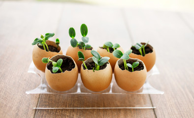 A photo of blossoming cucumber seedling, small sprouts in the egg shell with soil. Seed germination. Selective soft focus.
