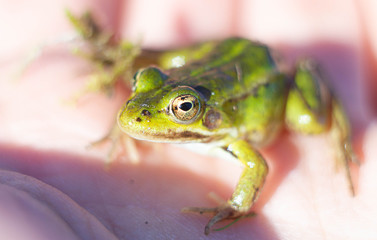 green marsh frog in the palm of a man. nature conservation concept.