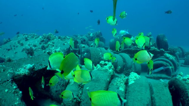 Yellow Milletseed butterflyfish, Chaetodon miliaris, aggressively swim and  eat other fish eggs off of an artificial reef, made of tires, on a sandy sea floor, near Maui, Hawaii.  