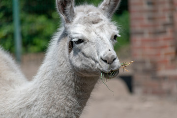 Obraz premium close up of a white llama