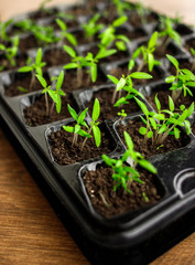 Young green tomato seedling in seedling tray, close up, plants in plastic cells, organic gardening