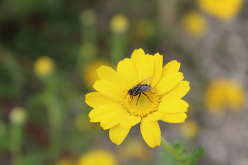 fly on flower