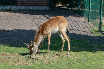 Naklejka na ściany i meble singel impala in the zoo