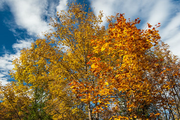 Golden Autumn painted the leaves of the trees yellow and orange. Blue sky and clouds in the background