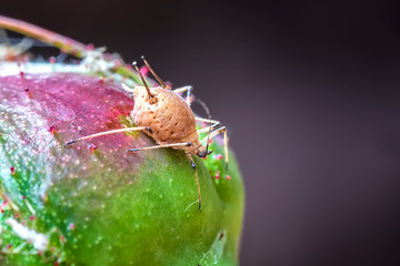 Amazing detailed macro of aphid on the plant.