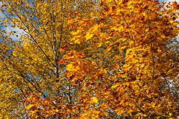 Golden Autumn painted the leaves of the trees yellow and orange. Blue sky and clouds in the background