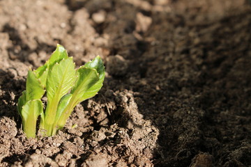 Decorative dahlia seeds freshly sprout in the fertilized soil in April