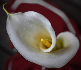 Confinement status coronavirus!