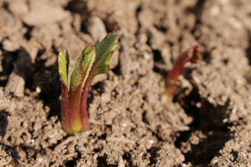 Decorative dahlia seeds freshly sprout in the fertilized soil in April