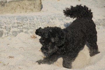 Schwarzer Cockerpoo im Sand