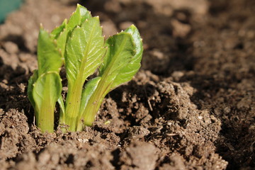 Decorative dahlia seeds freshly sprout in the fertilized soil in April