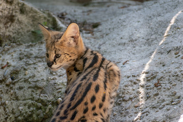 serval kitten in on the flor