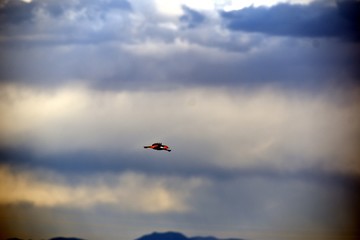 Bright Orange & Black Bird in Flight