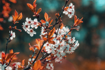 Beautiful blooming cherry close-up.
