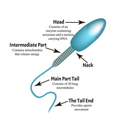 The structure of the sperm. Infographics. Vector illustration on isolated background.