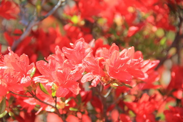 赤いツツジ