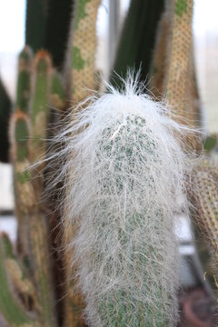  "Old Man Cactus" in St. Gallen, Switzerland. Its scientific name is Cephalocereus Senilis, native to Mexico.