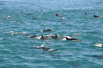 A school of dolphins near hermanus in the open sea