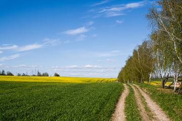 Fototapeta na wymiar road along a birch alley and a field of wheat with rape. Rapeseed field. green young wheat. trail near the birches. spring sunny landscape.