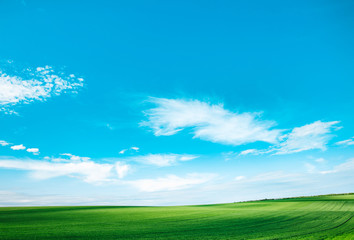 Meadow field wheat hill with white clouds and blue sky. Panoramic landscape
