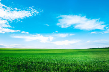 Meadow field wheat hill with white clouds and blue sky. Panoramic landscape