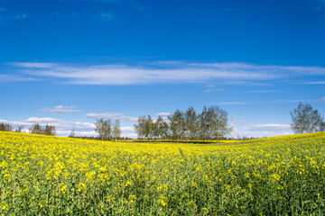 Obraz premium A beautiful rape field with the trees in the middle in the country with a blue sky with clouds. Magic rapeseed fields in May, cultivation - rapeseed, rapeseed oil, Belarus