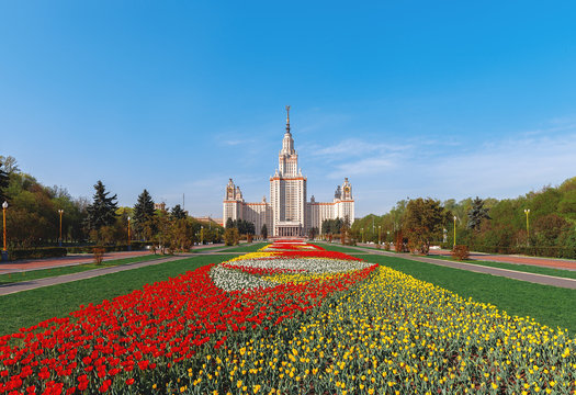 Tulips in front of Moscow State University (Moscow State University). Tulip Alley. 